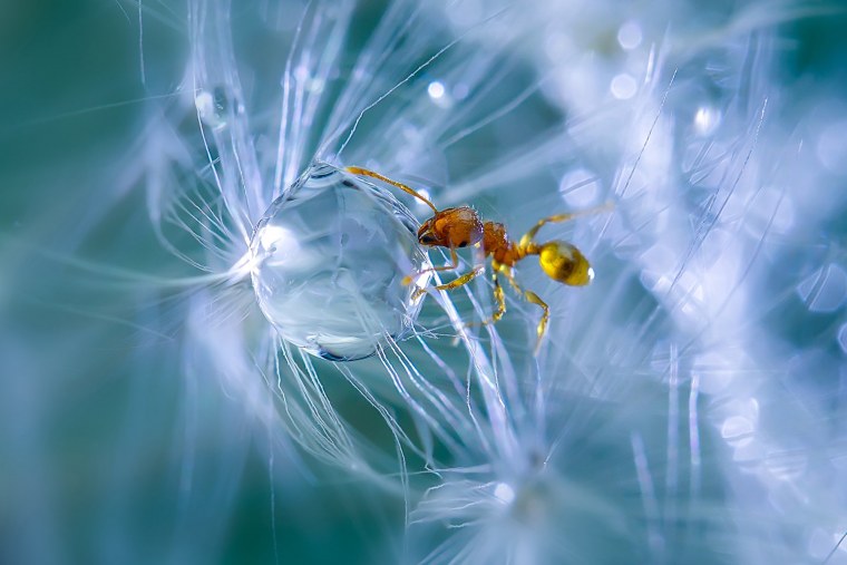 Японский фотограф Miki Asai.
