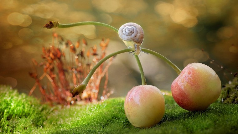 Растения макро