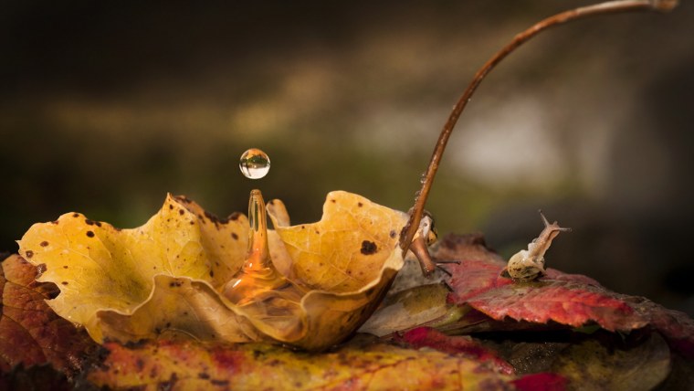 Осень листья макро