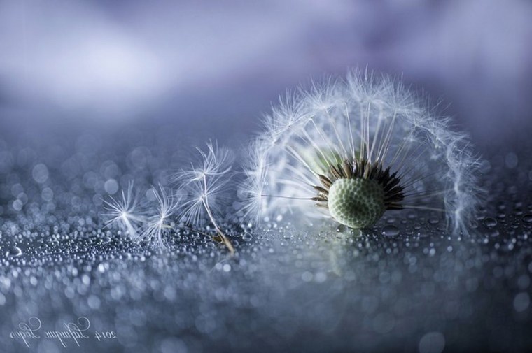 Шедевры макросъемки фото