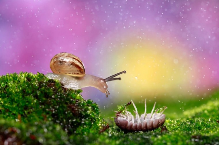 Волшебная улитка