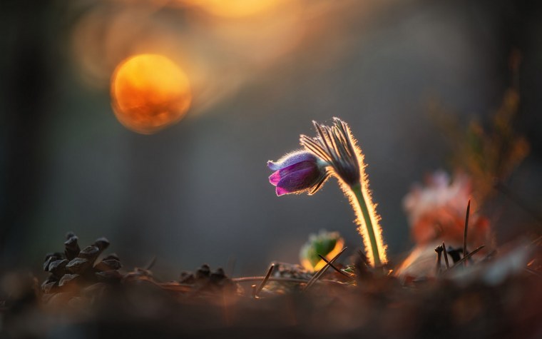 Вдохновение природой Макросъемка