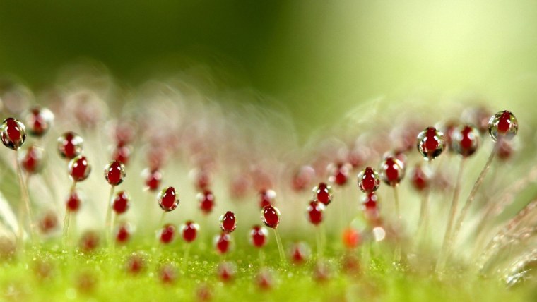 Макросъемка июнь