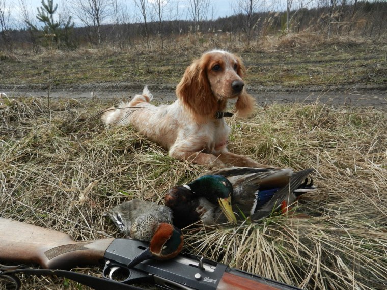 Красивые кадры с охоты