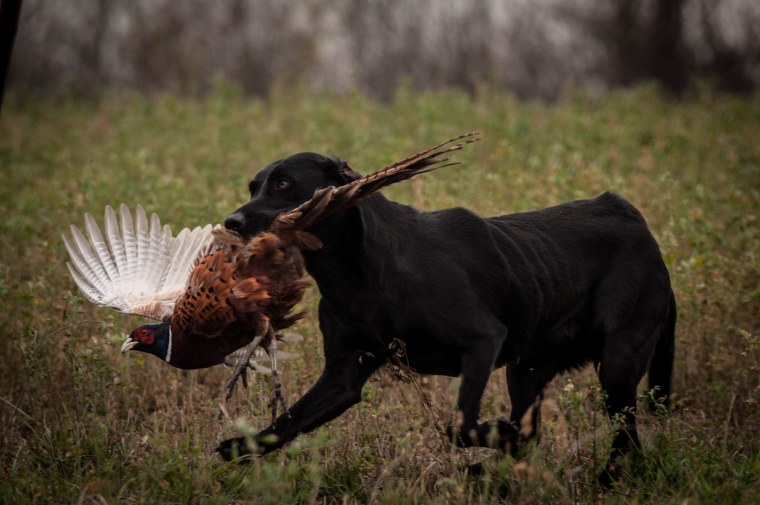 Охотничьи животные