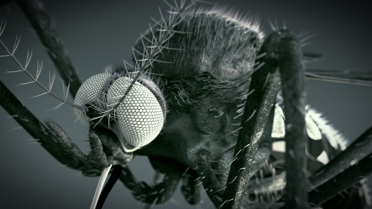 Москит под микроскопом