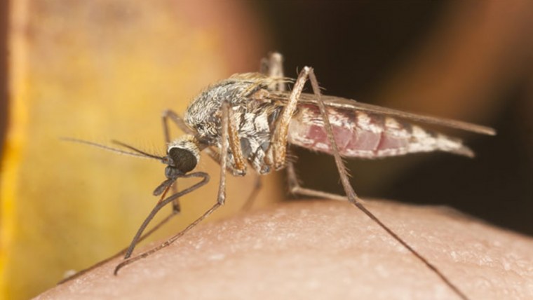 Комар фото крупным планом