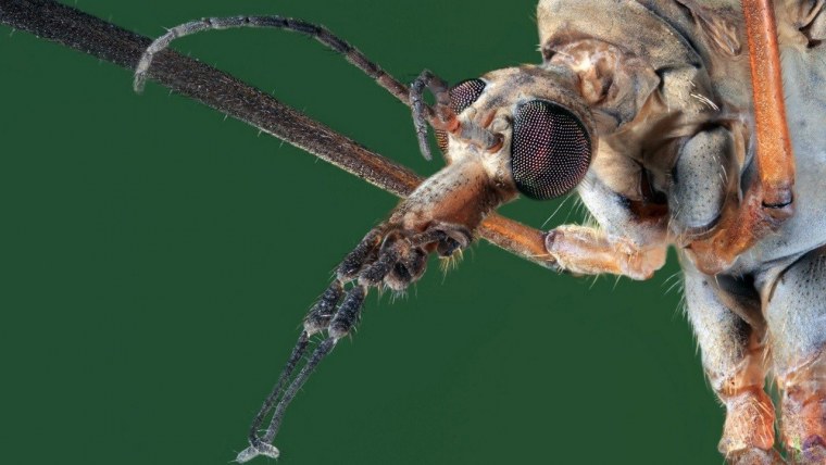 Комар увеличенный