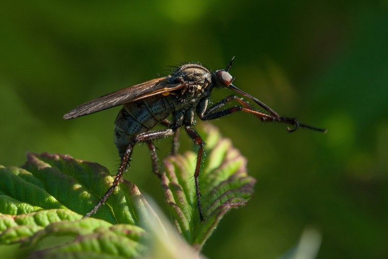 Комар обыкновенный