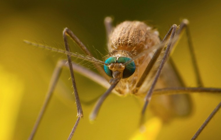 Глаза комара