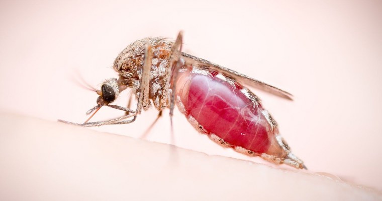 Комар макро