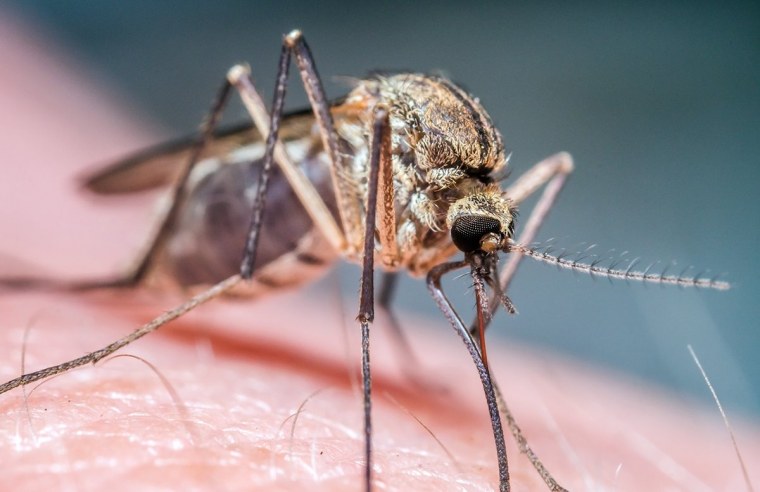 Москит Кантатор