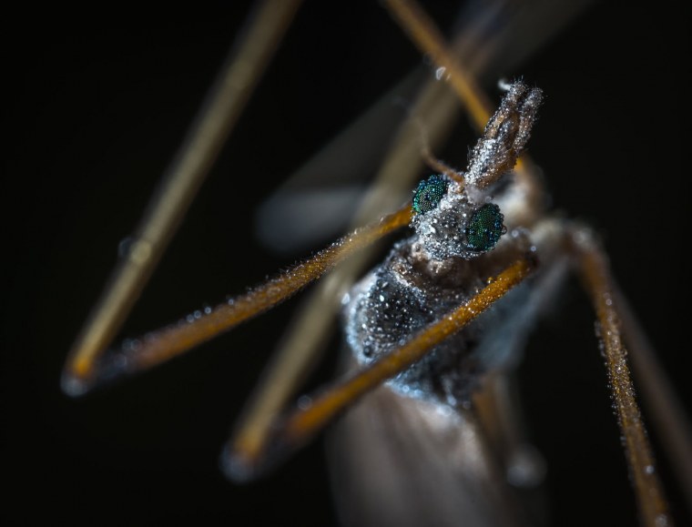 Комар долгоножка макро