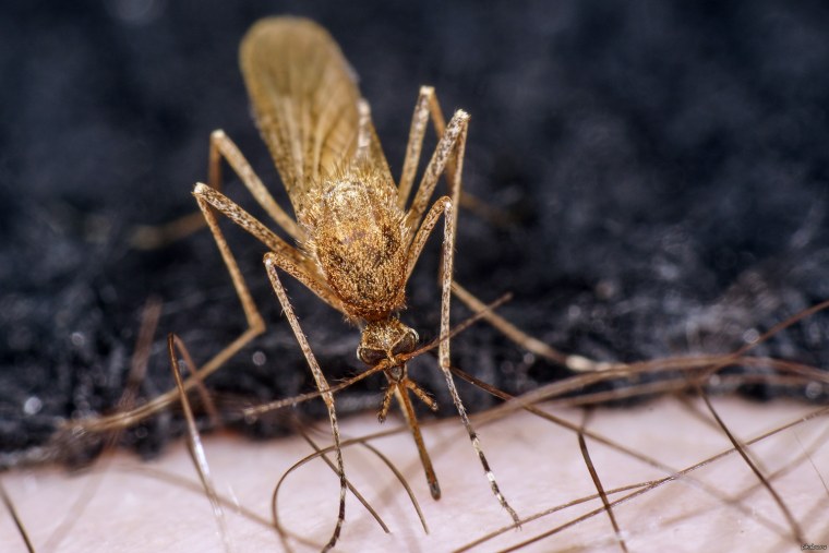 Комар фото макро