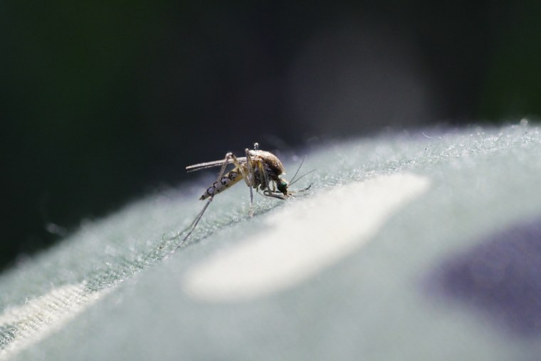 Комар крупным планом