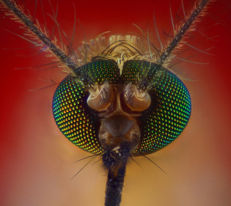 Хоботок комара под микроскопом