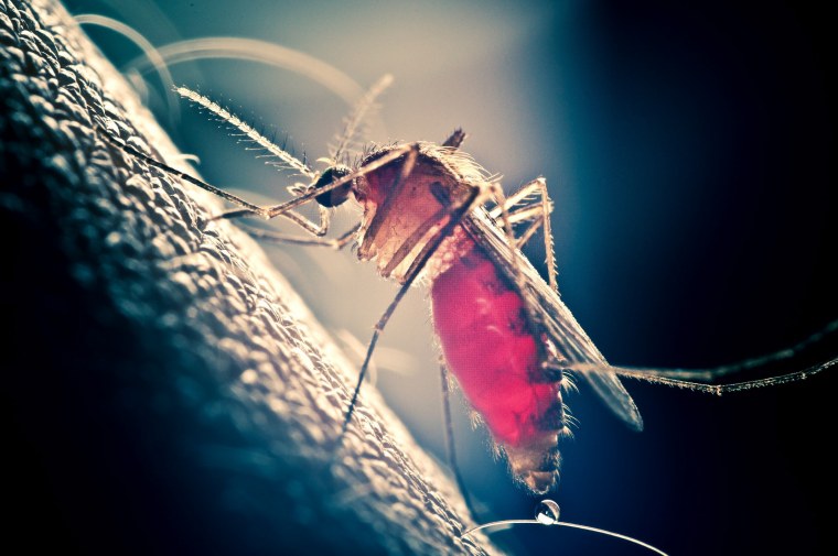 Комар под микроскопом