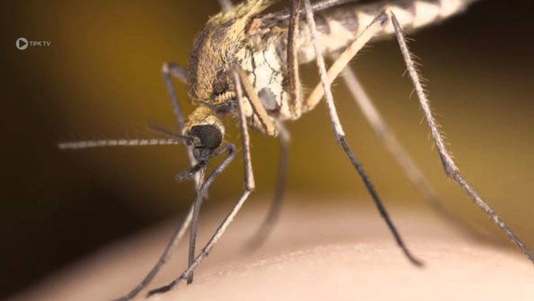 Комар макро