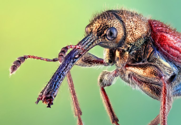 Жук долгоносик макрофото