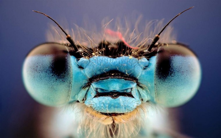 Фасеточные глаза Стрекозы