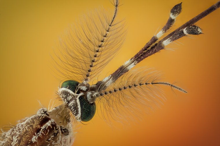 Глаза комара под микроскопом