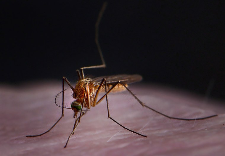 Комар Макросъемка