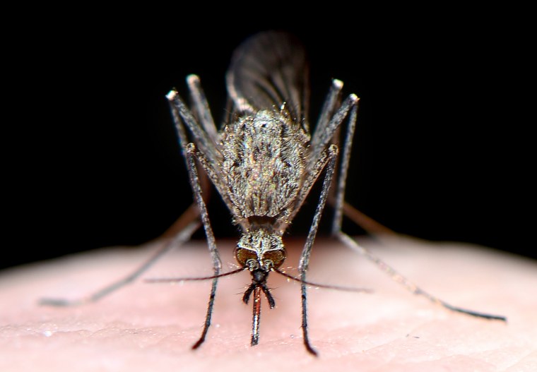 Комар в макросъемке