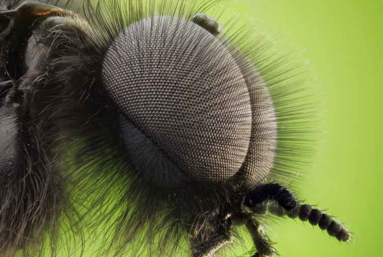 Глаза комара под микроскопом