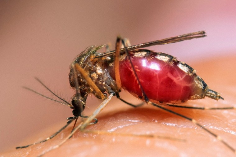 Алгидная малярия