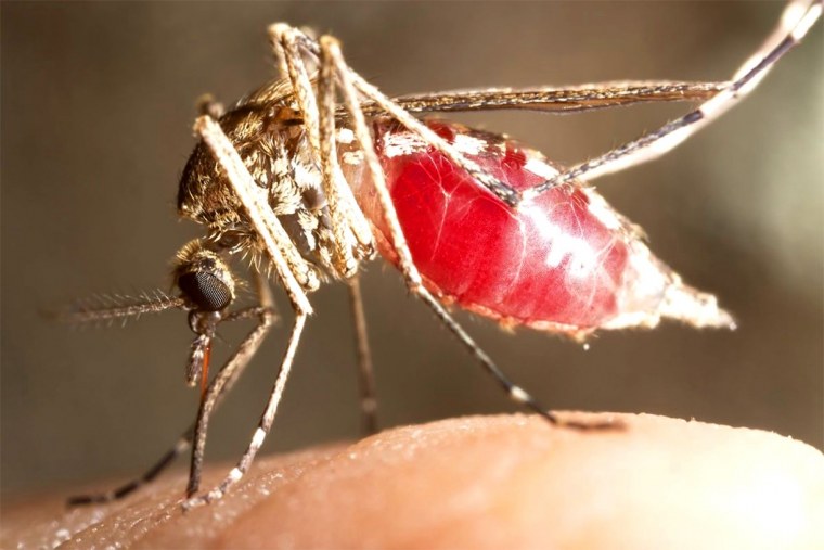 Малярийный комар кусается