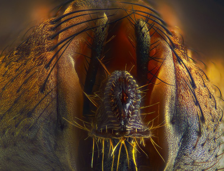 Хоботок комара под микроскопом