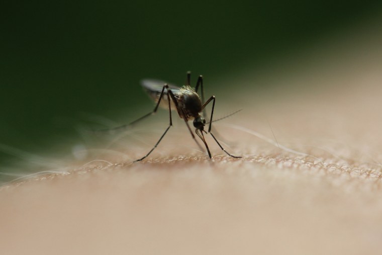 Комар снизу