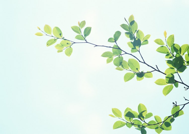 Ветка дерева с листьями