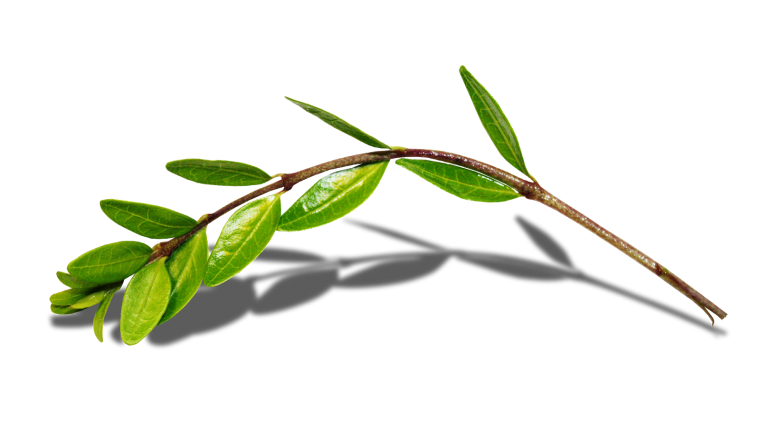 Веточка травы