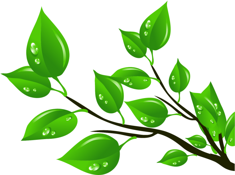 Веточка с листьями на прозрачном фоне