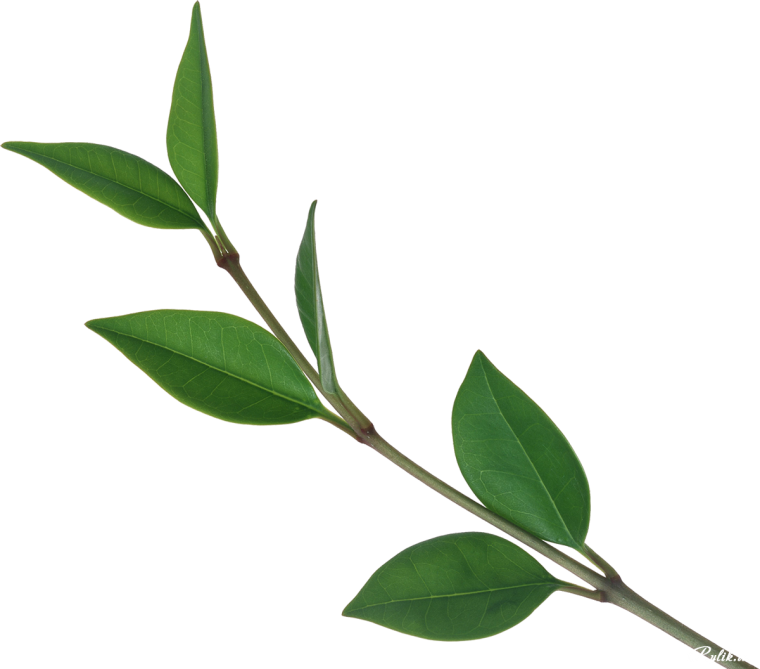 Стебель с листьями