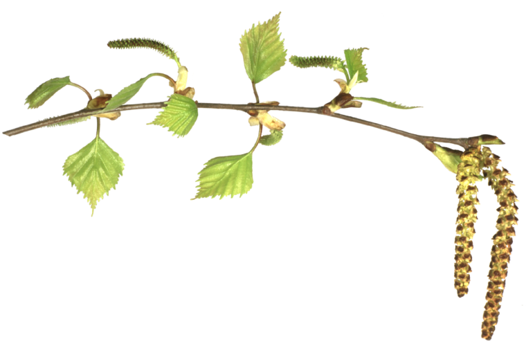 Веточка березы