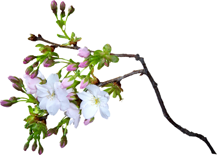 Ветка цветов