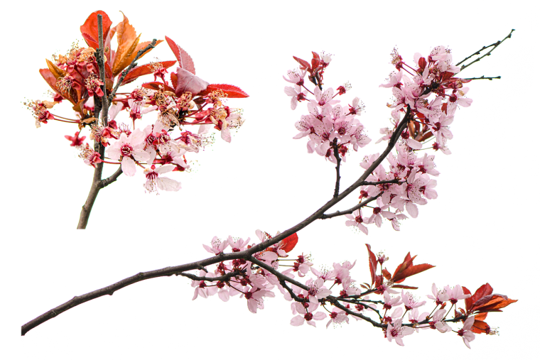 Весенняя ветка