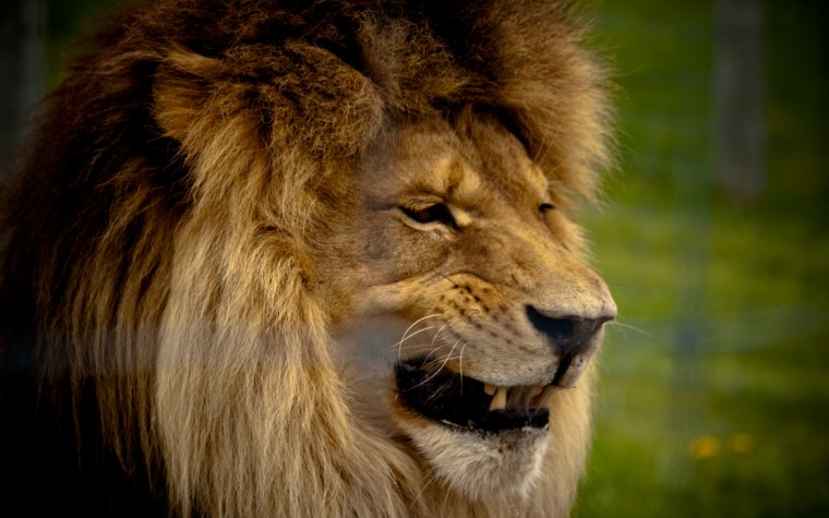 Лев фото