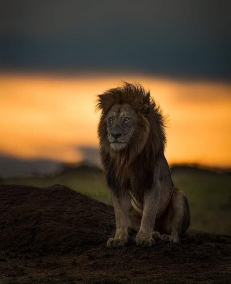 Одинокий Лев