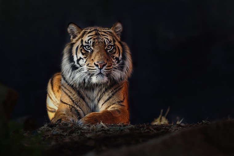 Тигр картинки в хорошем качестве