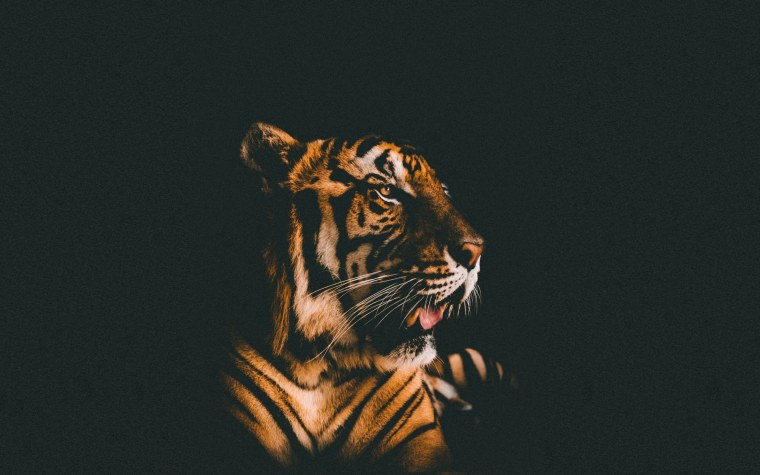 Белый тигр на черном фоне