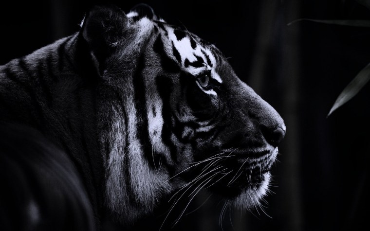 Суматранский тигр в дикой природе