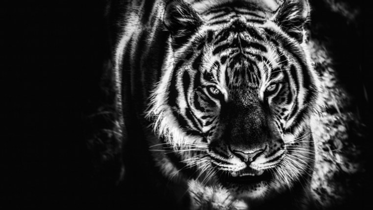 Черный тигр 2022