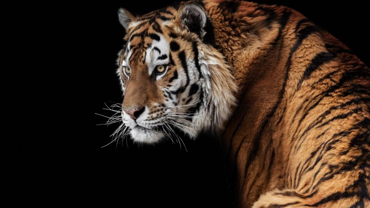 Амурский тигр черный