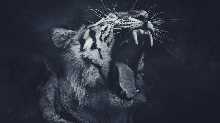 Лев на черном фоне