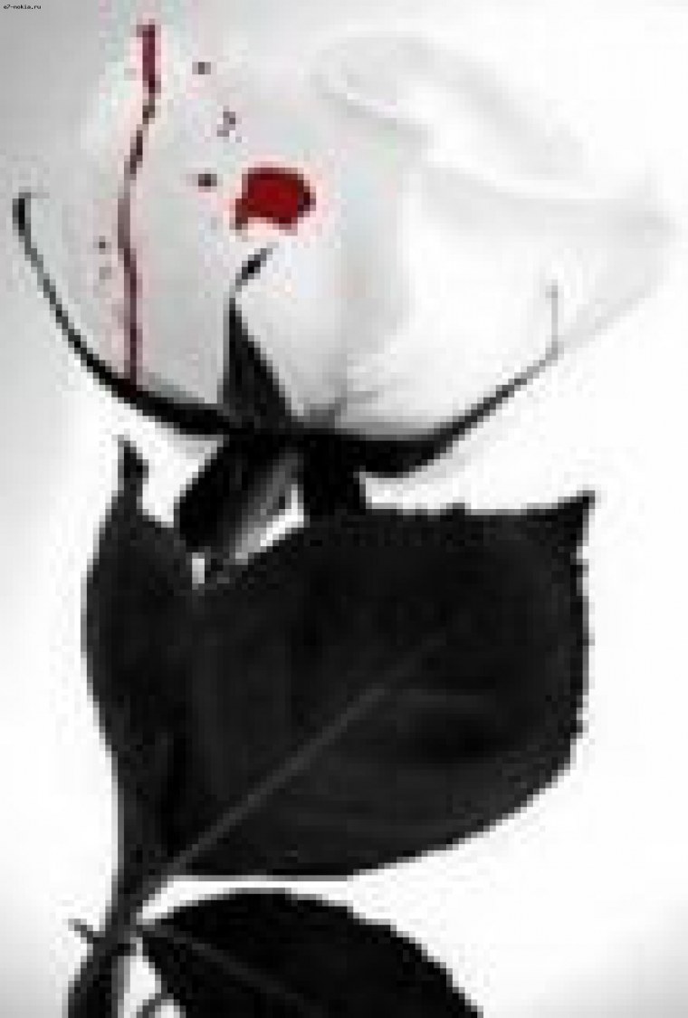 Поломанные цветы