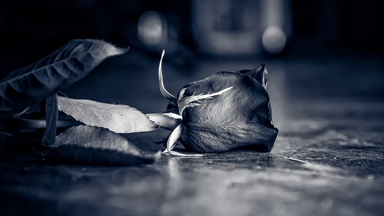 Дарк Роуз Эстетика