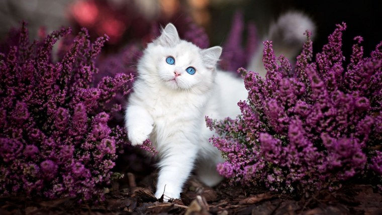 Кошечка в цветах